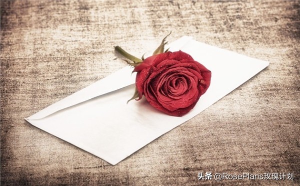 情话给女朋友100字,给女友道歉送花祝福语大全