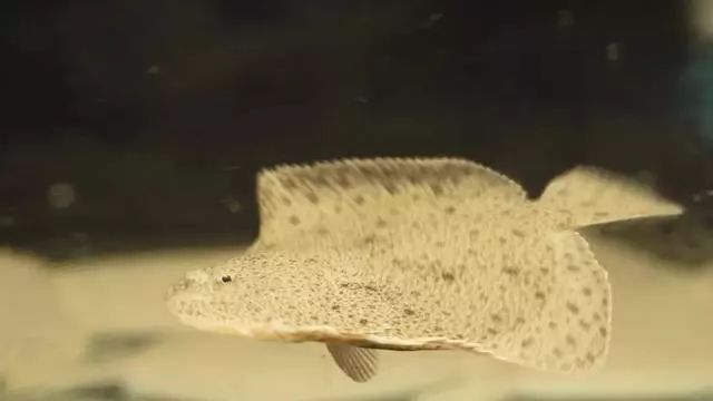 2019十大养殖品种图片,这两年最火的养殖品种