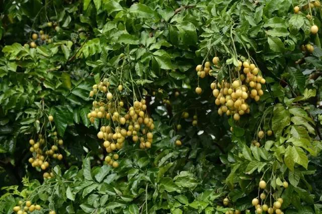 海南常见植物图解视频,海南的树木都有哪些名称