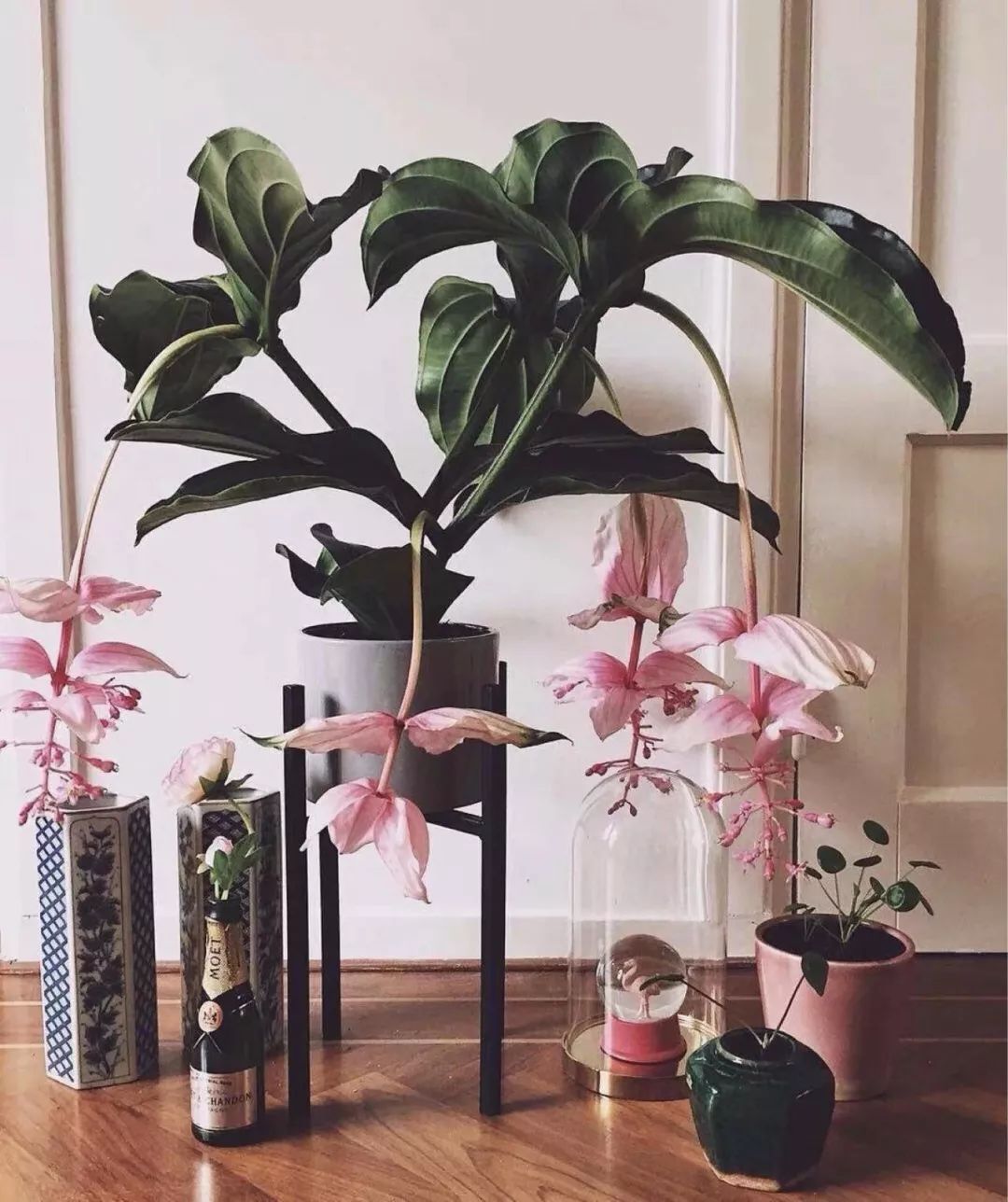 什么花喜庆又好养又好看,家养最旺财的十种花推荐