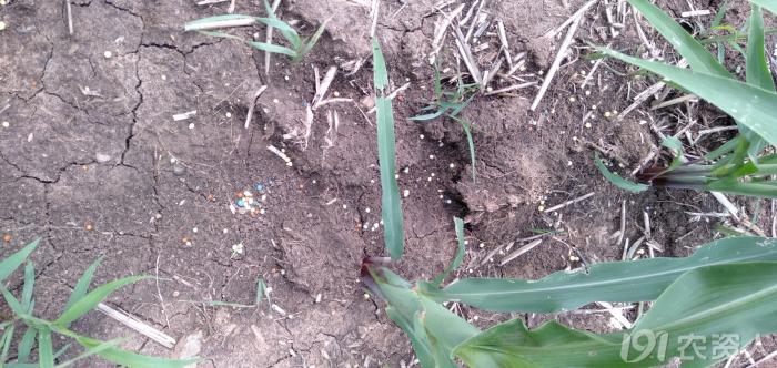 玉米花生种植高产技术,玉米高产高效种植技术