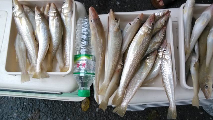 海边钓沙尖鱼技巧,海边钓鱼的技巧和方法图解