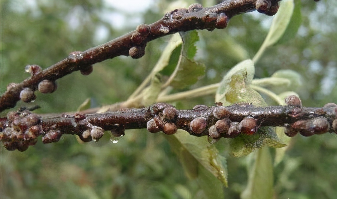 苗期如何管理根系最发达,苗期生长管理