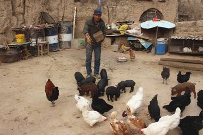 小毛驴适不适合家养,养驴前景养三十头母驴能挣多少钱