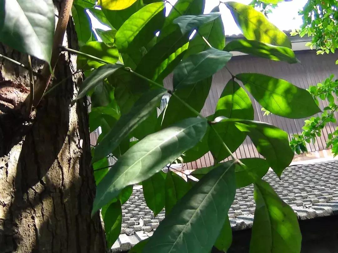 每日花语金盏花,桃花心木的种树方法