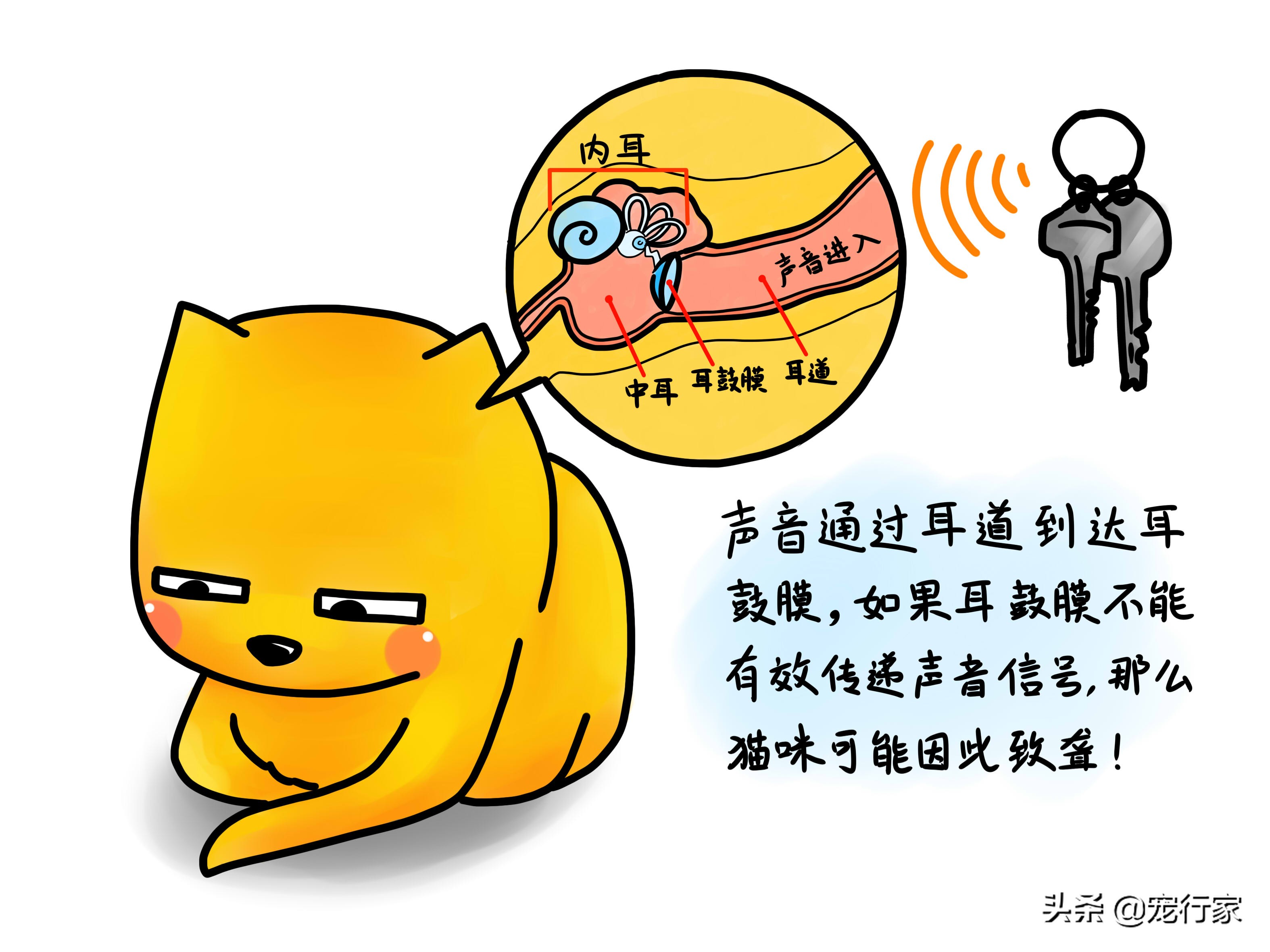 先天性失聪的猫咪能和猫咪交流吗,如何养一只耳聋的猫