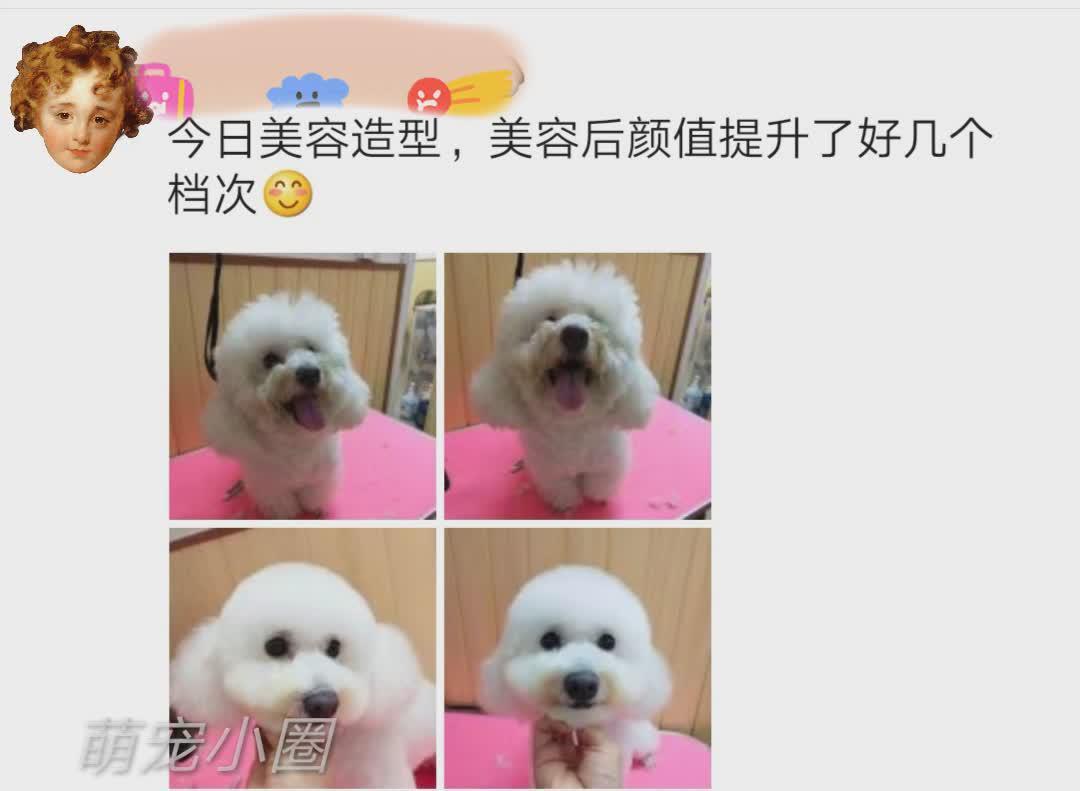 带比熊去做美容，它死活不肯给剪毛发，了解原因后，我被感动哭了