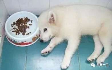 狗狗突然不吃东西是什么情况,春天狗狗突然不吃东西会是蛔虫吗