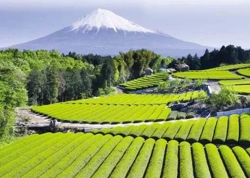 国外如何做好乡村振兴研究,国外乡村振兴案例