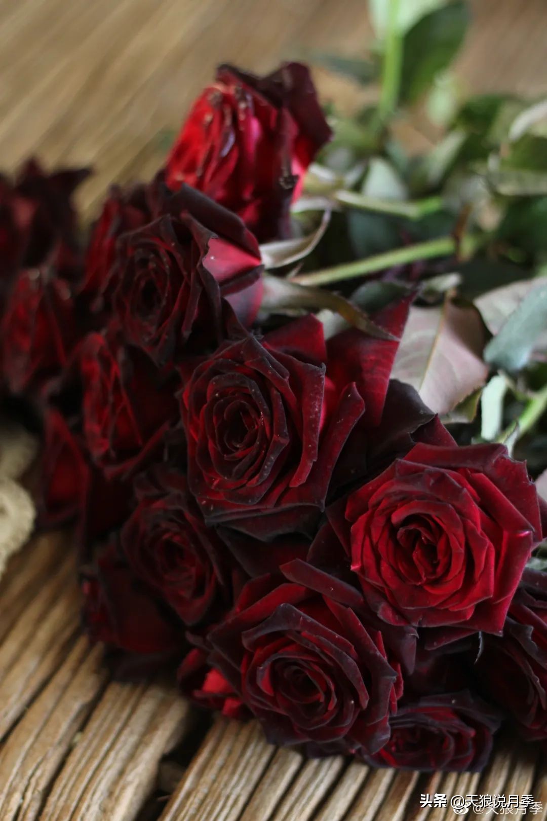 怦然心动的万人迷月季,原来从它而来(终篇)