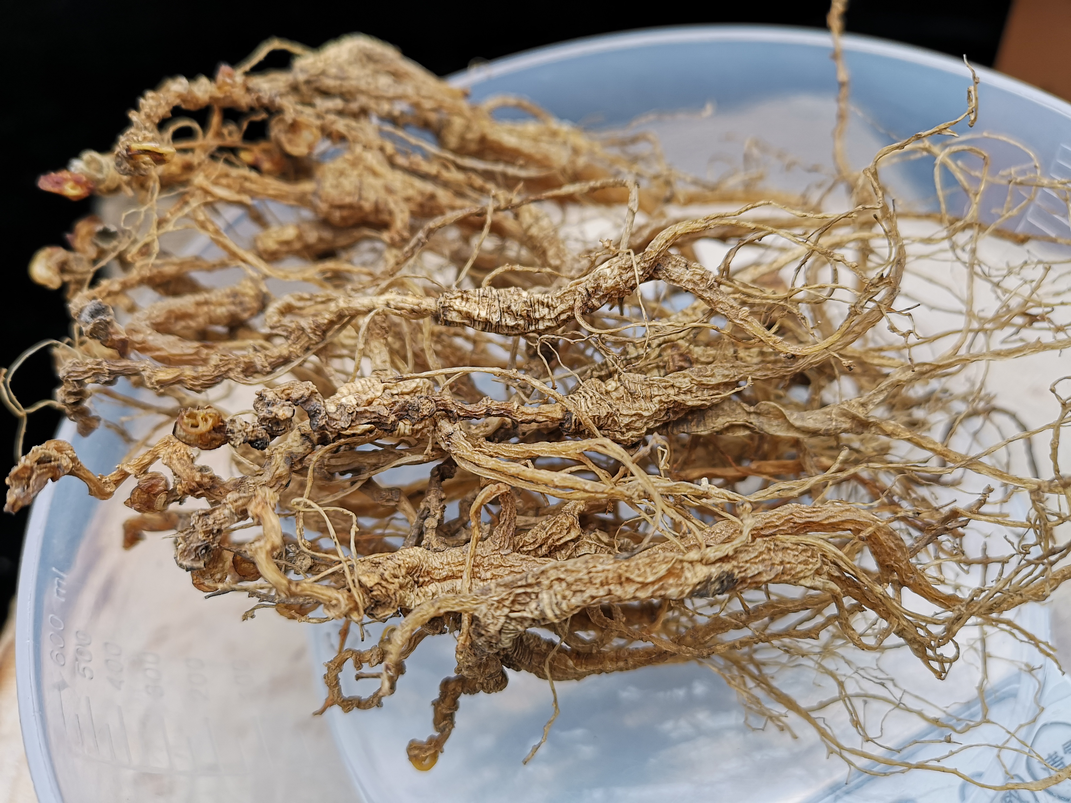 鲜参的加工详细方法,鲜参的种类大全