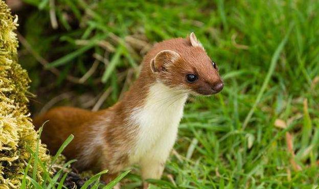 黄鼠狼为什么不能杀科学证实,黄鼠狼不能杀的真实原因