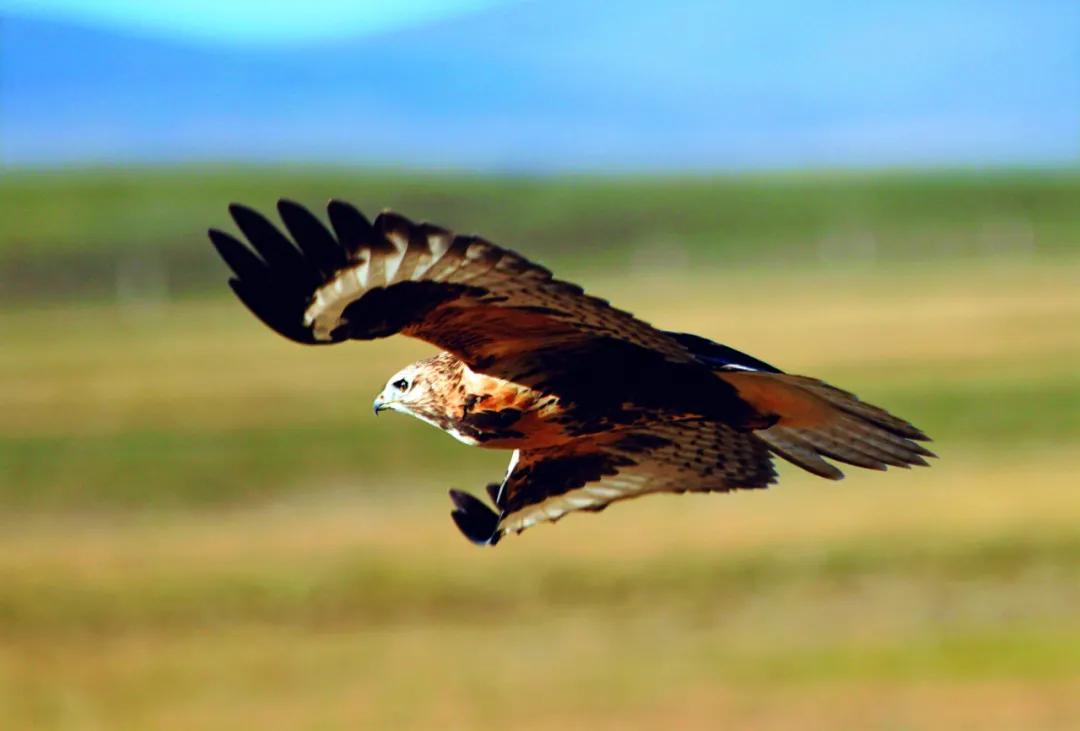 可可西里救援视频,可可西里生死救援