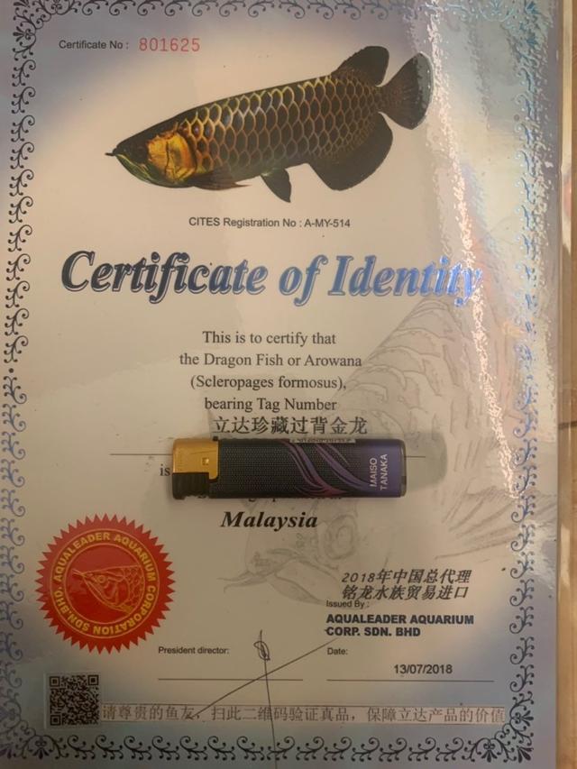 立达五彩金龙值多少钱,立达七彩过背金龙