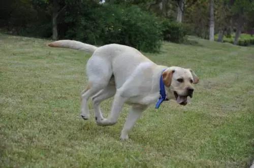 有什么品种狗狗既长不大又不掉毛,建议新手养的10种便宜狗狗不掉毛