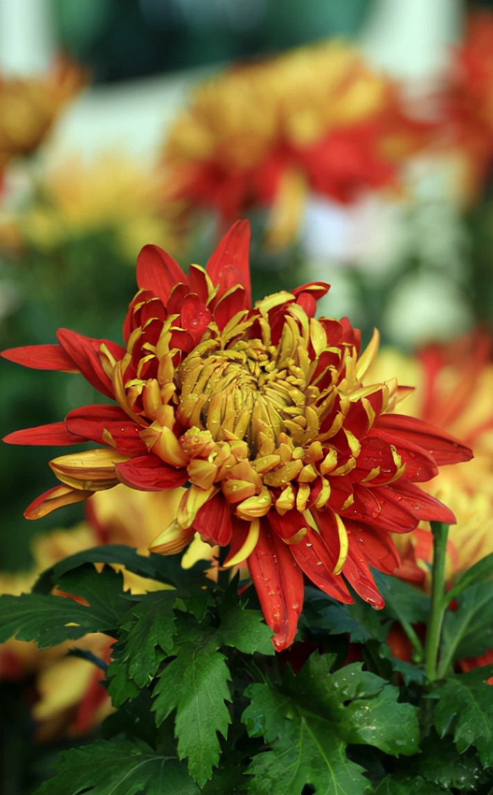 黄花不负秋上联,黄花不负秋立冬有收获