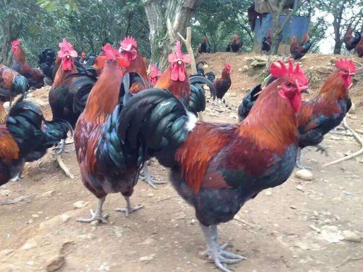 麻鸡为什么便宜,麻鸡优缺点