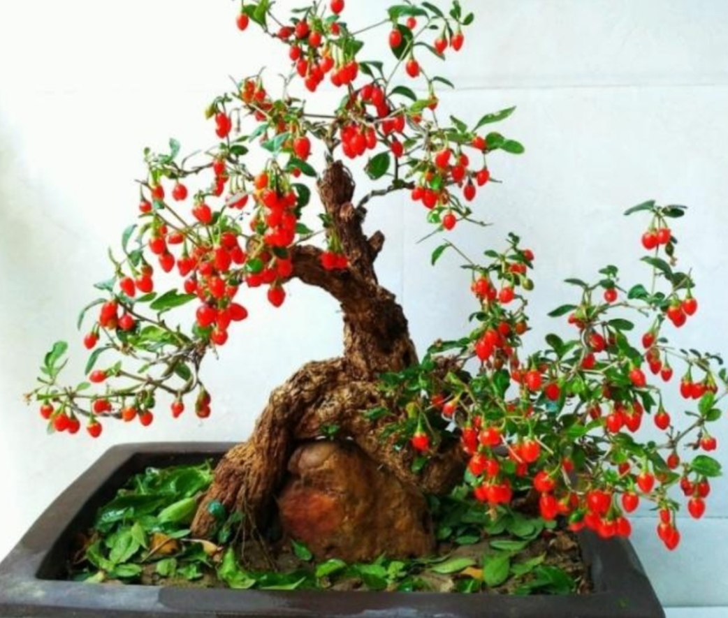 适合家庭养殖的盆景树,荆树疙瘩盆景如何造型