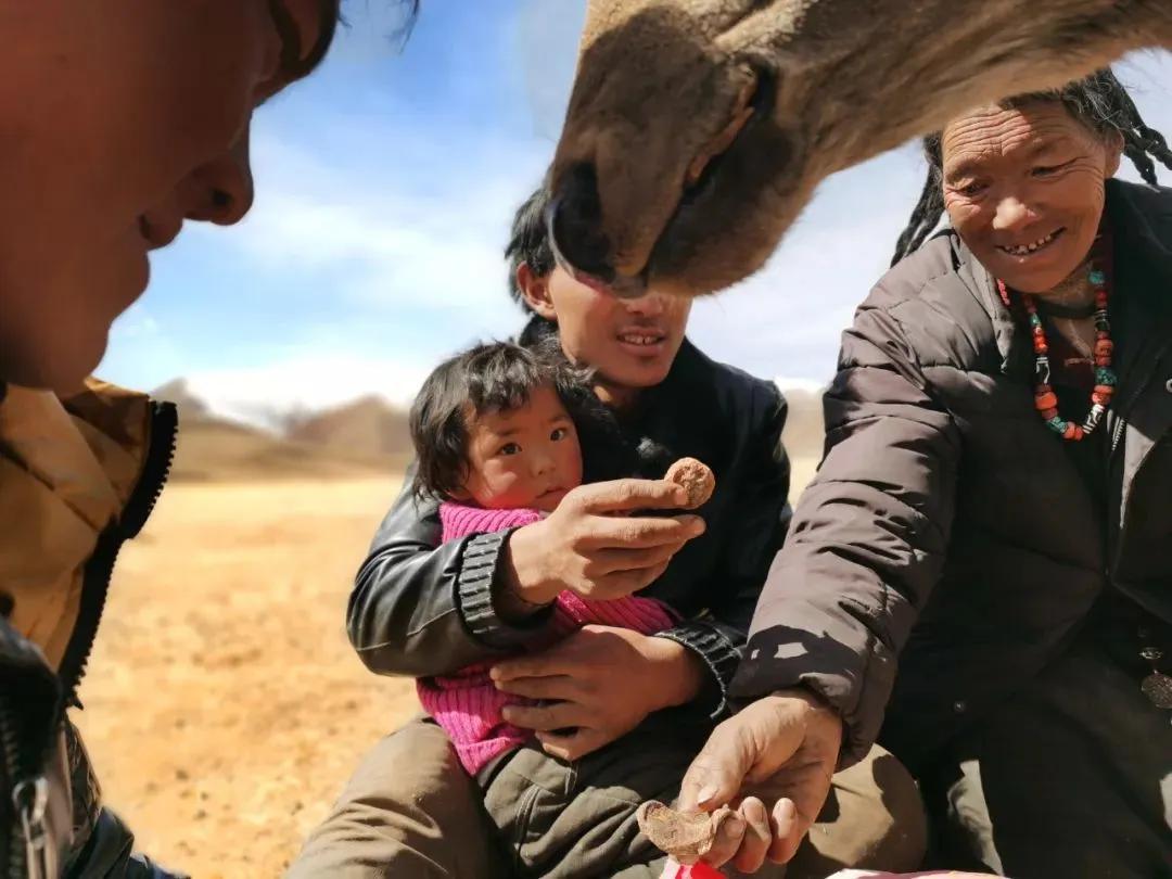 楂樺師涓婄殑椹箍,闈掕棌楂樺師涓婄殑椹箍