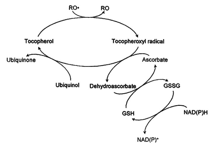 抗氧化性三大维生素,抗氧化的正确方法和注意事项