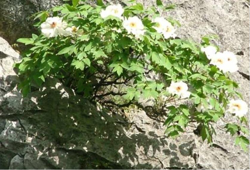 石缝牡丹,石缝中长出来的花