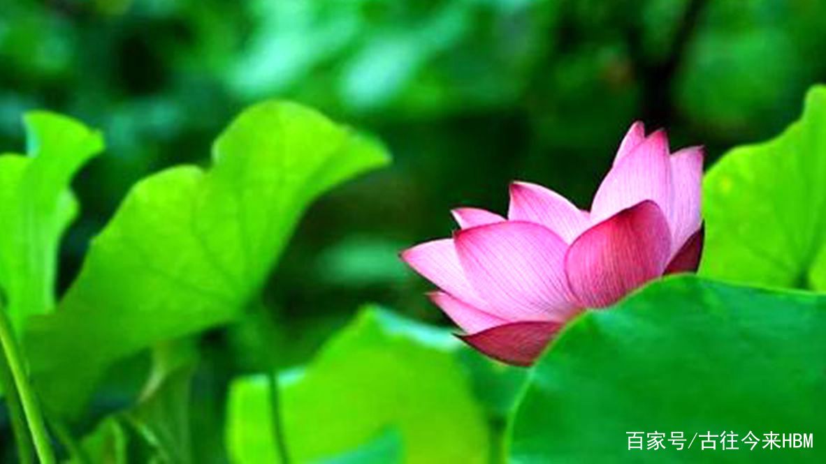 一首唐诗：解释了品格高洁的人，不需要凭借外因，自然能声名远扬