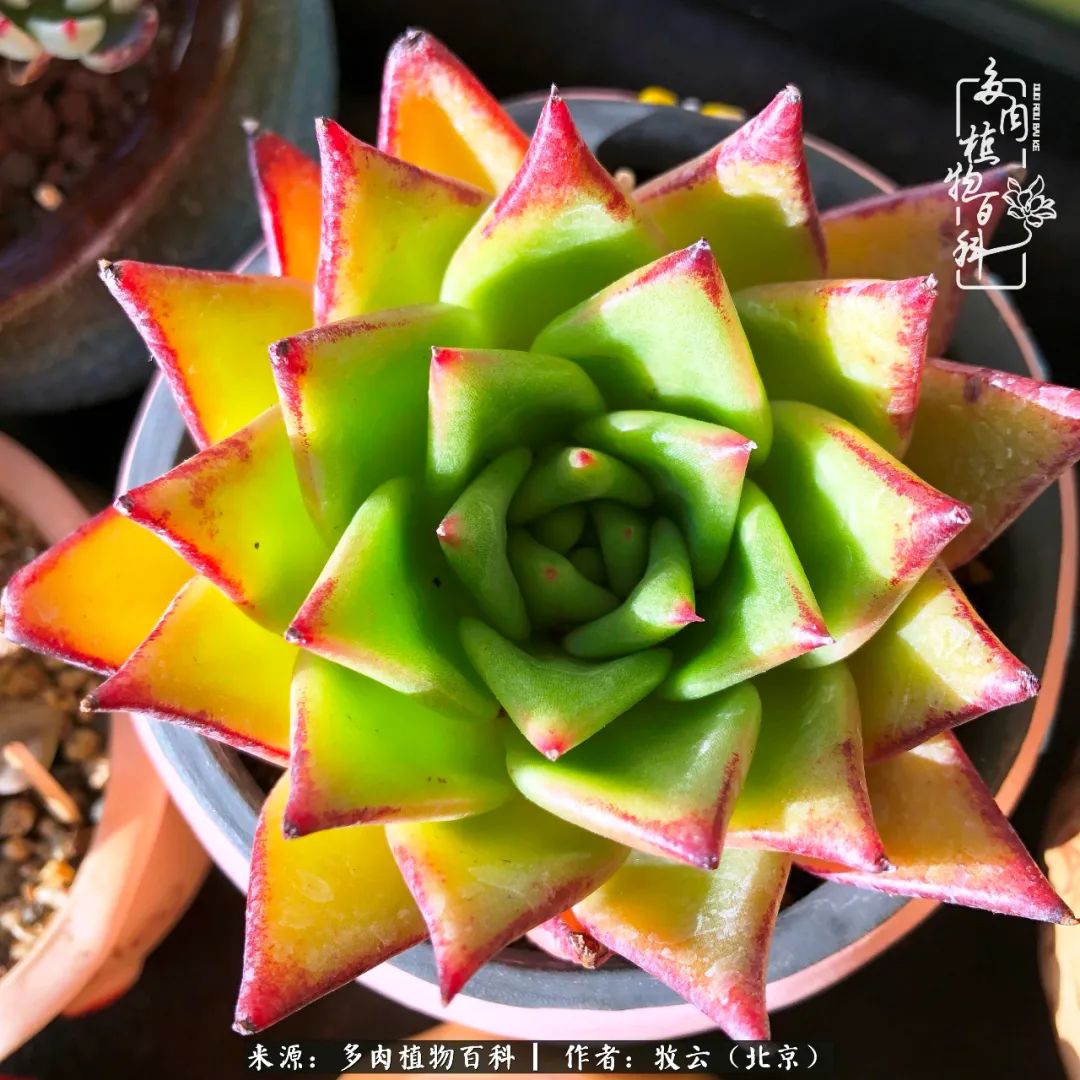 日常生活中常见的多肉植物,多肉植物神奇之处