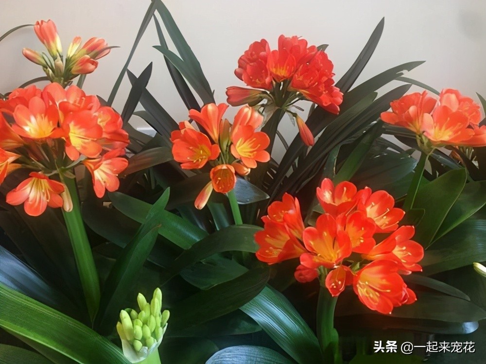 君子兰夏季怎样防病虫,夏季君子兰的养殖方法和注意事项