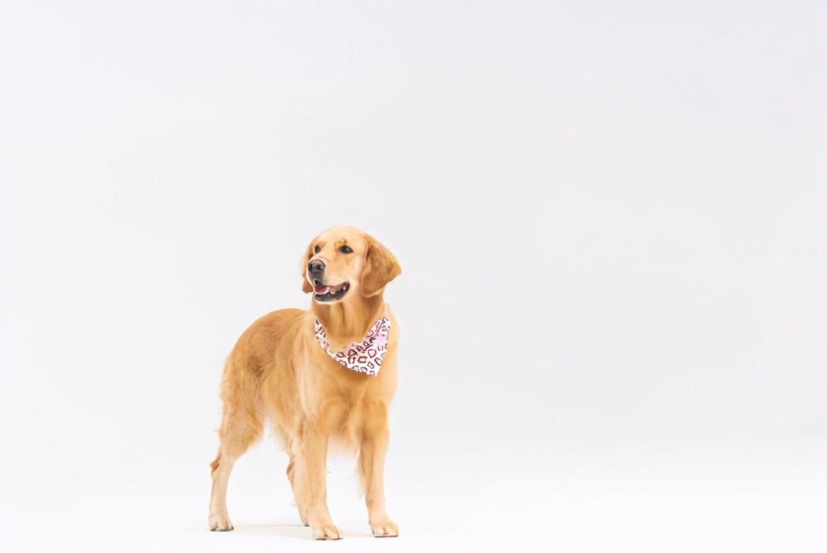 金毛不能吃食物清单,幼犬金毛能吃带咸的食物吗