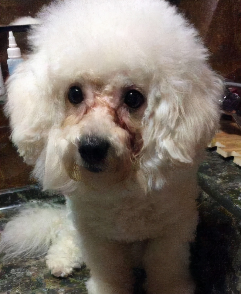 什么狗最粘人温顺,哪种狗性格温顺还会保护主人