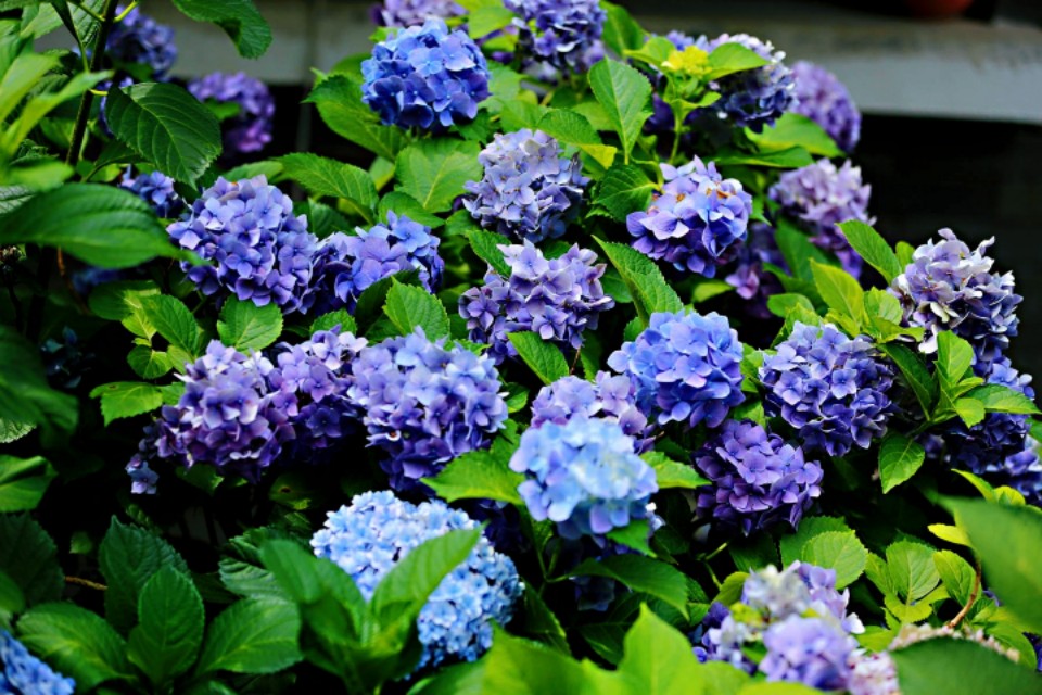 为什么你的绣球还没开花就烂了,你的绣球没有花苞怎么办