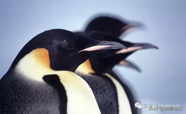企鹅没有毛还能生活在北极,企鹅没有冰能生活吗