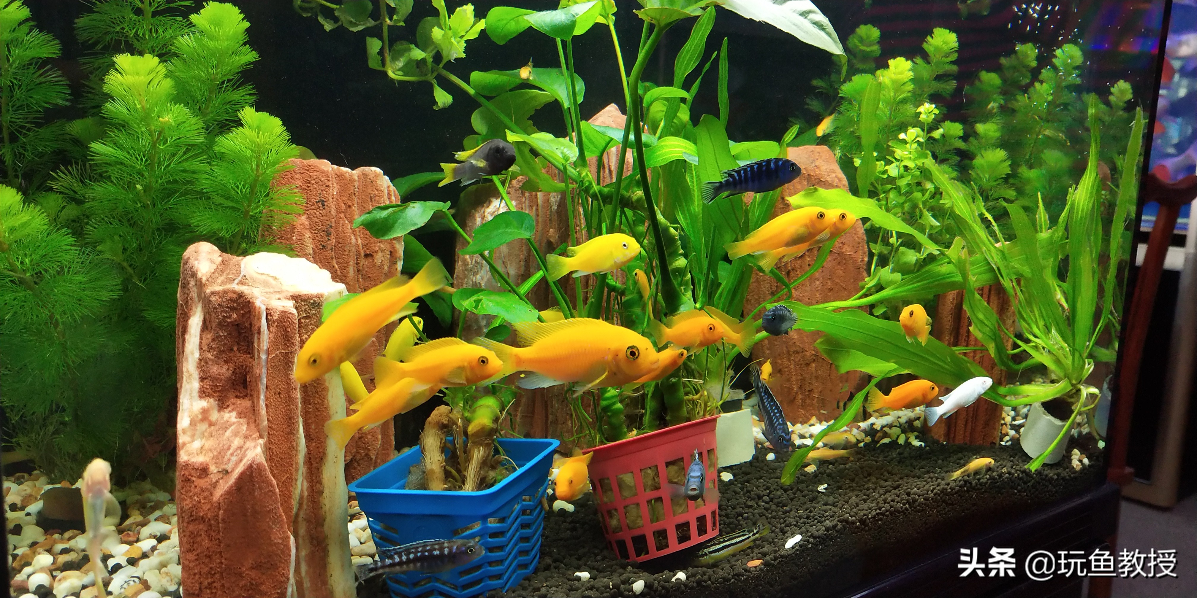 简单草缸制作方法,简单草缸新手入门