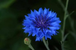 克什米尔蓝宝石的历史,印度克什米尔蓝宝石的特征