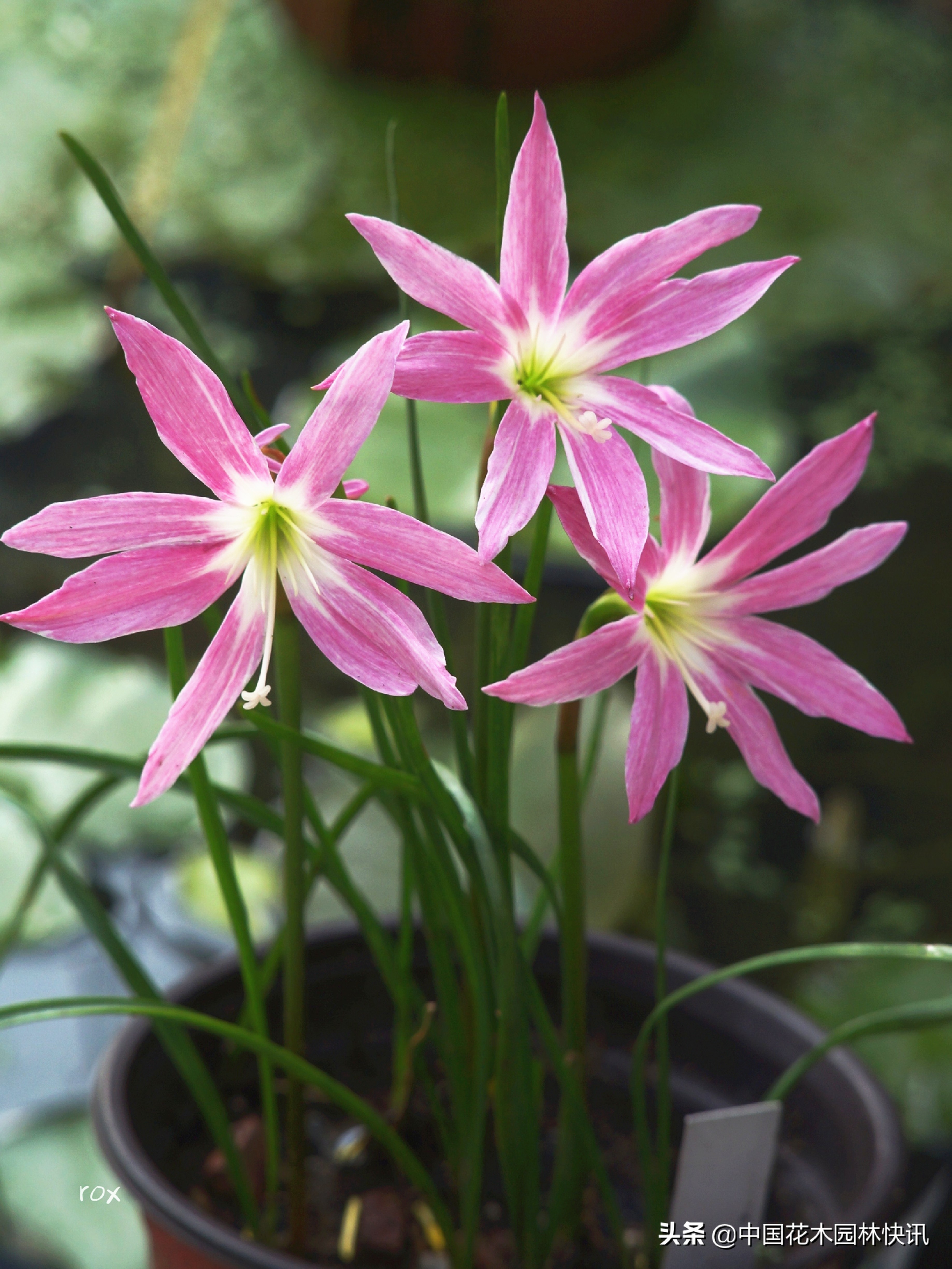 广西青年韦家隆：批量育成睡莲风雨兰新品种