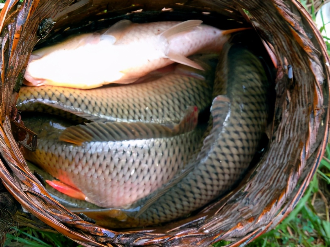 鲤鱼做贡品,鲤鱼亩产50斤