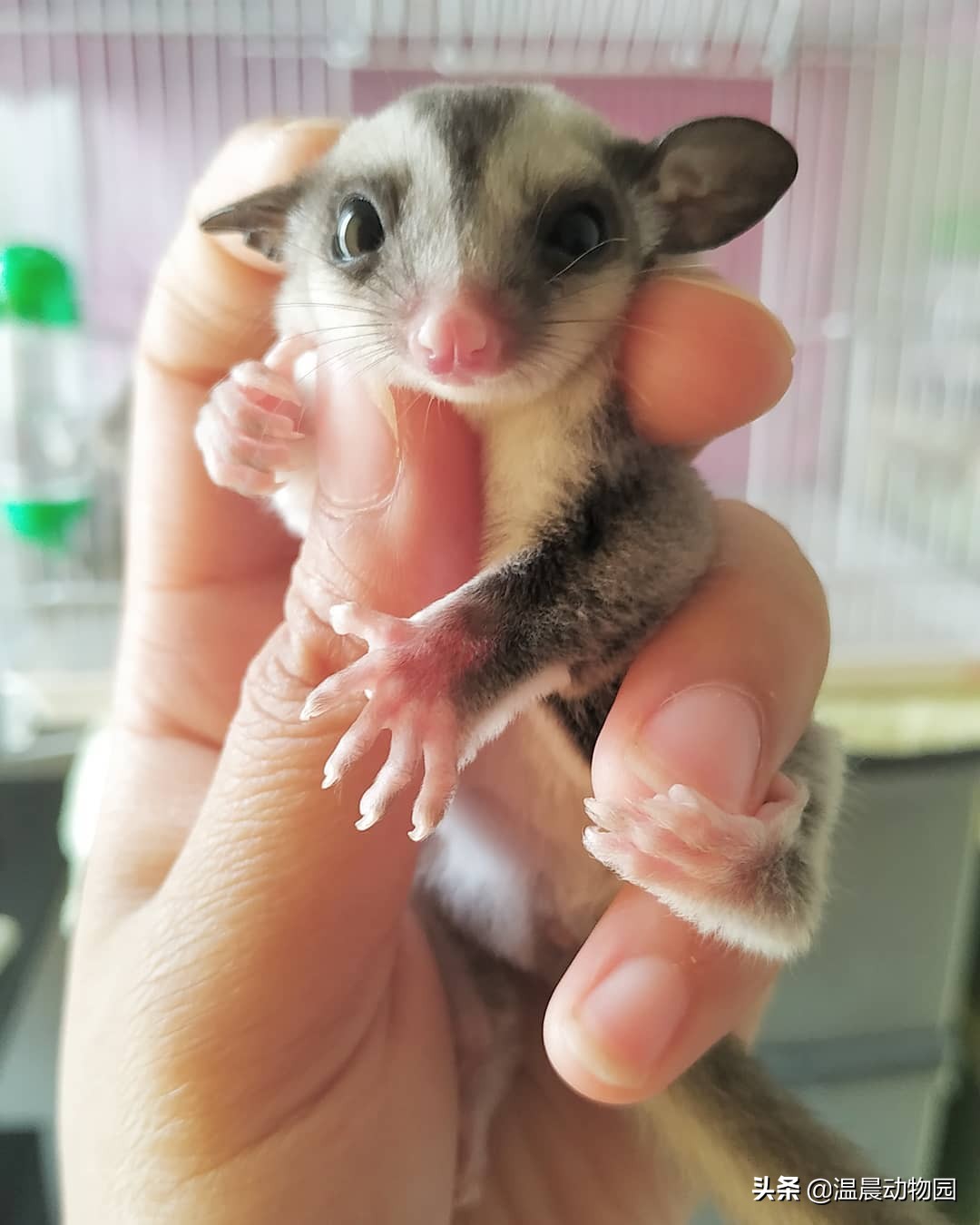 怎么判断蜜袋鼯的健康,怎么看蜜袋鼯健康状态