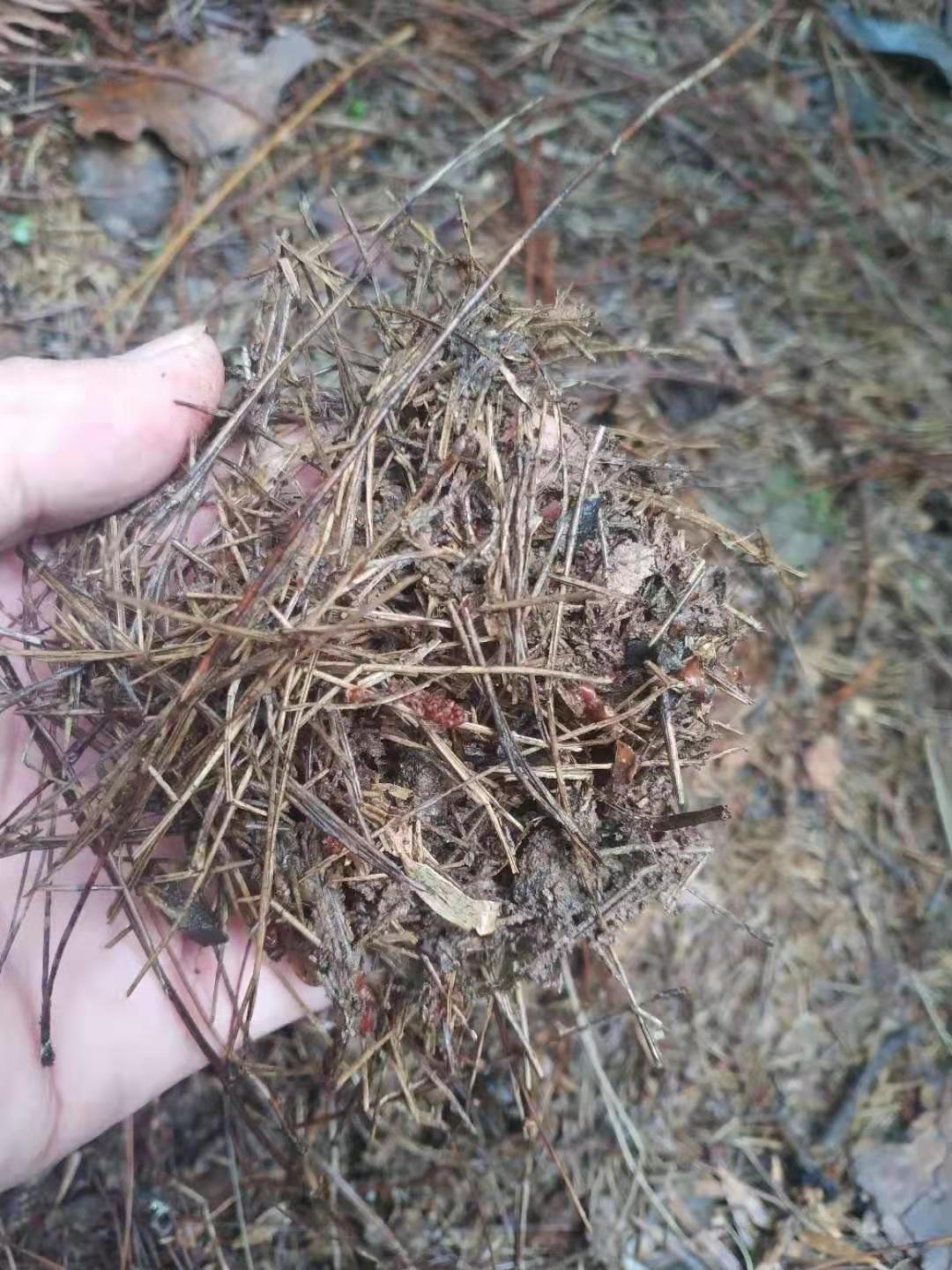 养君子兰的植料跟兰花的一样吗,什么品种君子兰好养又好看