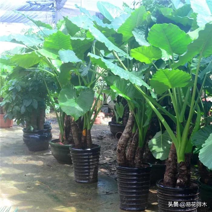 四季开花香味浓的观花植物,观叶型花卉有哪些花可以吃