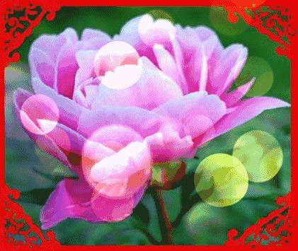 感恩节到了感谢爸爸妈妈的养育,感恩节要到了感谢父亲的养育之恩