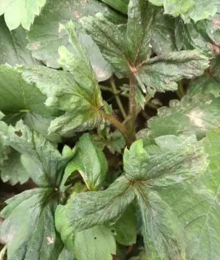 草莓叶片边缘发黑是怎么回事,草莓叶片发红发黄怎么回事