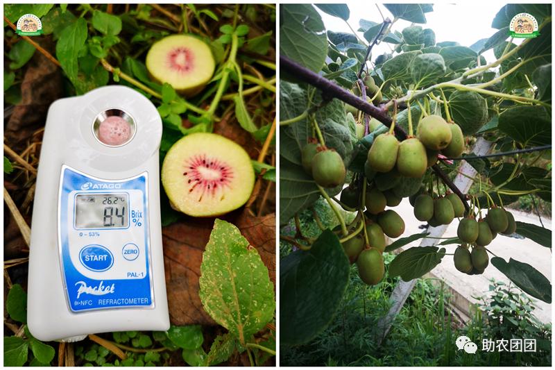 助农产品水果猕猴桃,贵州六盘水红心猕猴桃助农