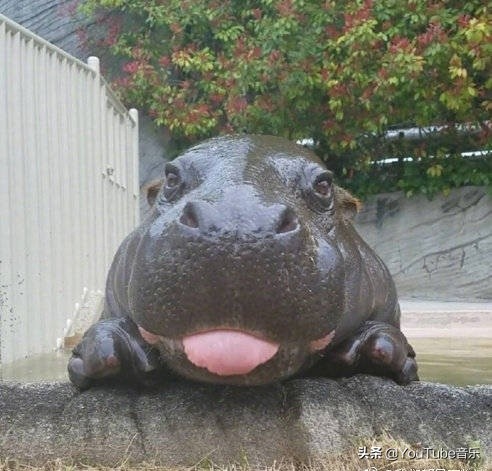 「今日萌图」一旦猫咪能自己打开鱼罐头，人类也就完蛋了