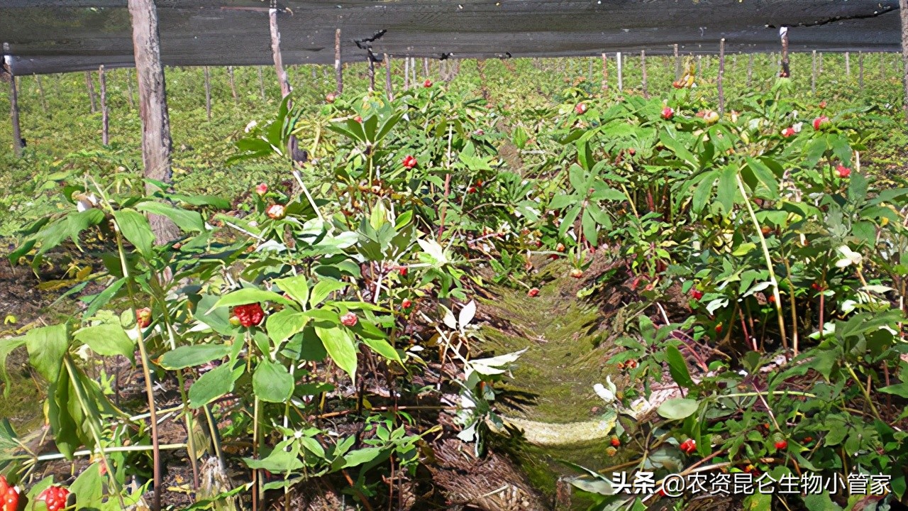 重楼黄叶病怎么治疗,重楼苗黄叶是什么原因