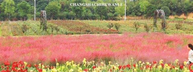 秋天的沙湖美不胜收,洋沙湖旅游