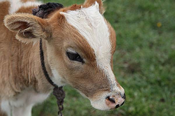 招远市老南乡风俗,招远老南乡习俗
