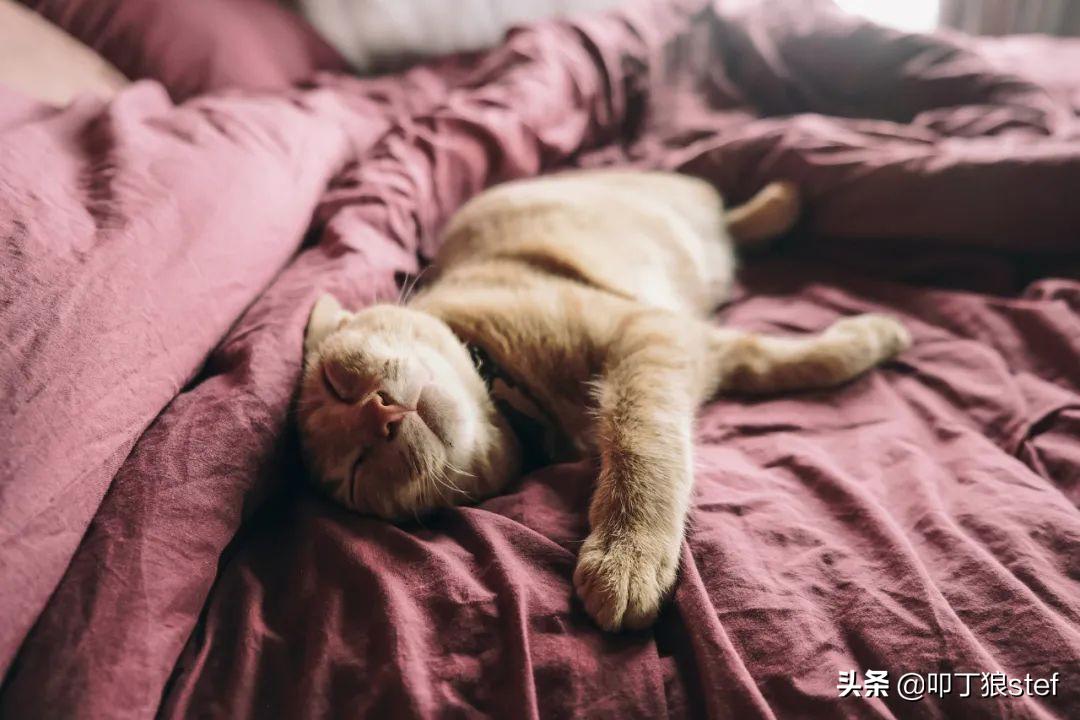 程序员养猫是什么感受,公司程序员需要养猫吗