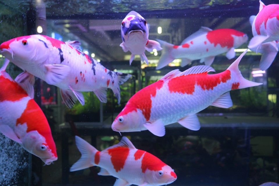 新都木兰花卉批发市场买金鱼,木兰县卖观赏鱼