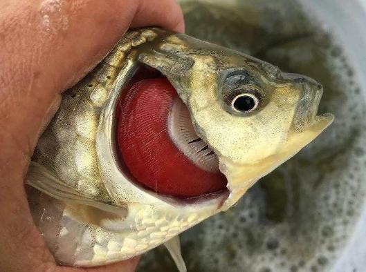 细菌感染的鱼怎么处理,细菌感染鱼鳃怎么办