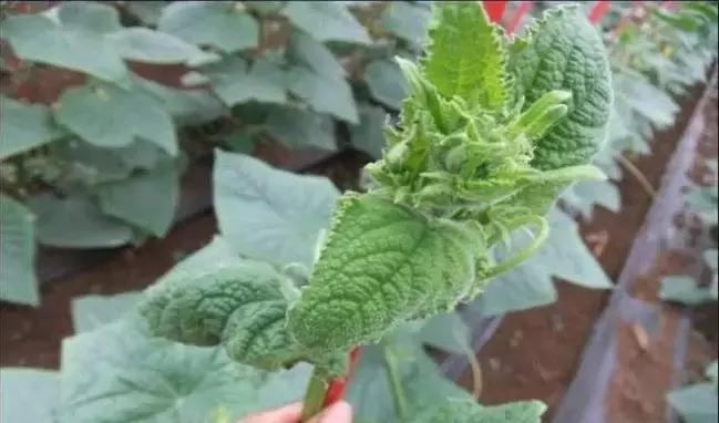 巴斯夫锐收果香杀菌剂作用,农药杀菌剂分类与杀菌作用